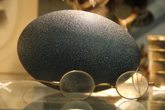 Emu Egg & Old Specs (SOLD)